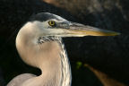 Heron Close-up